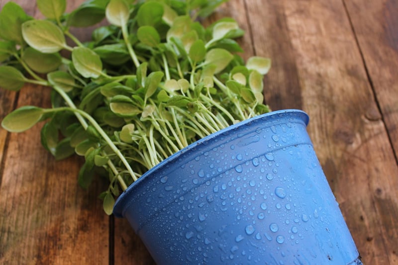 Container Garden