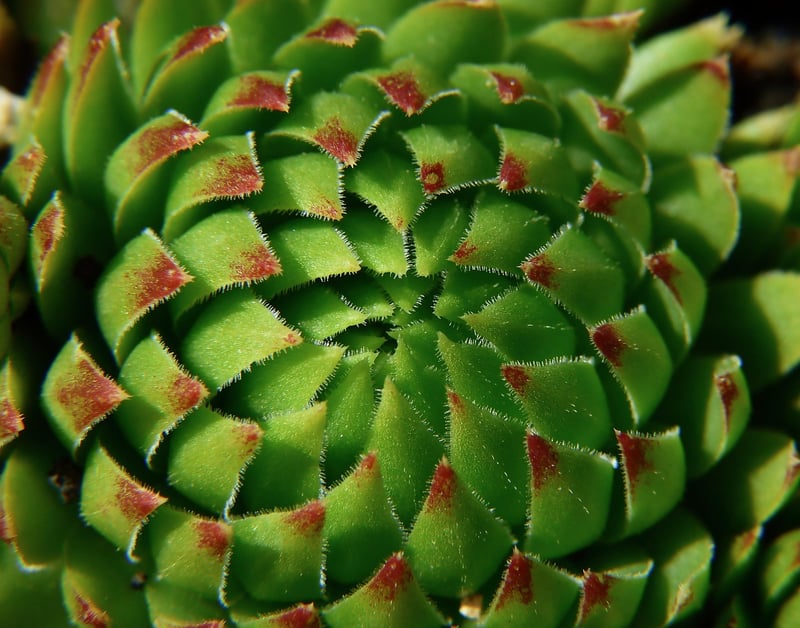 Succulents in pots